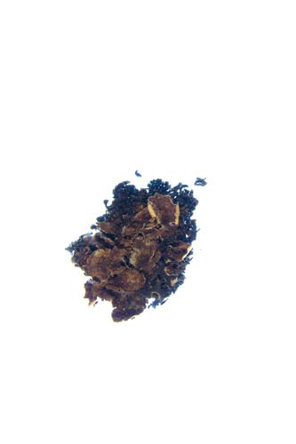Alternating Dog-lichen 